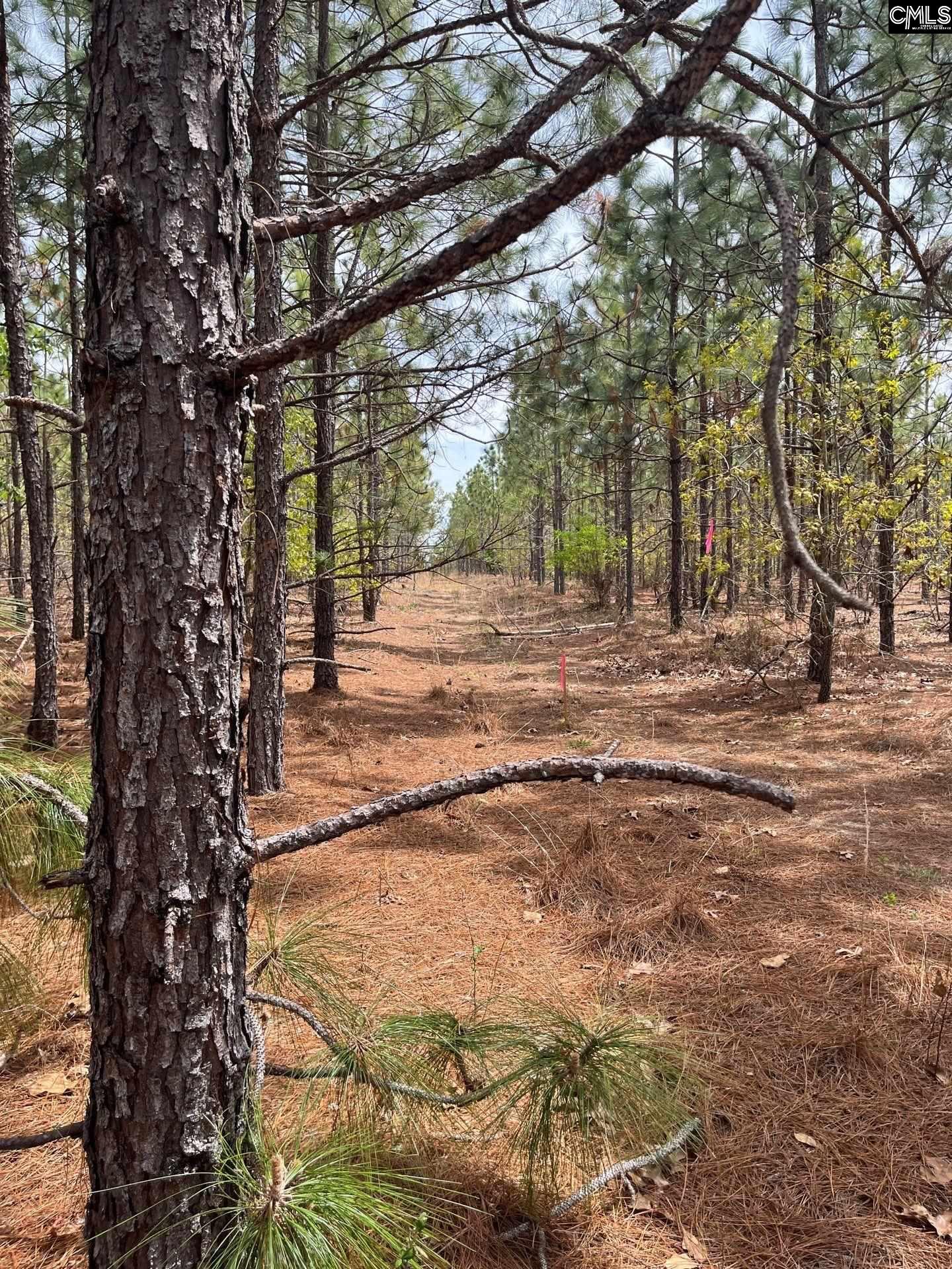 9 Beaver Dam Road Cassatt, SC 29032 - Photo 6 of 25