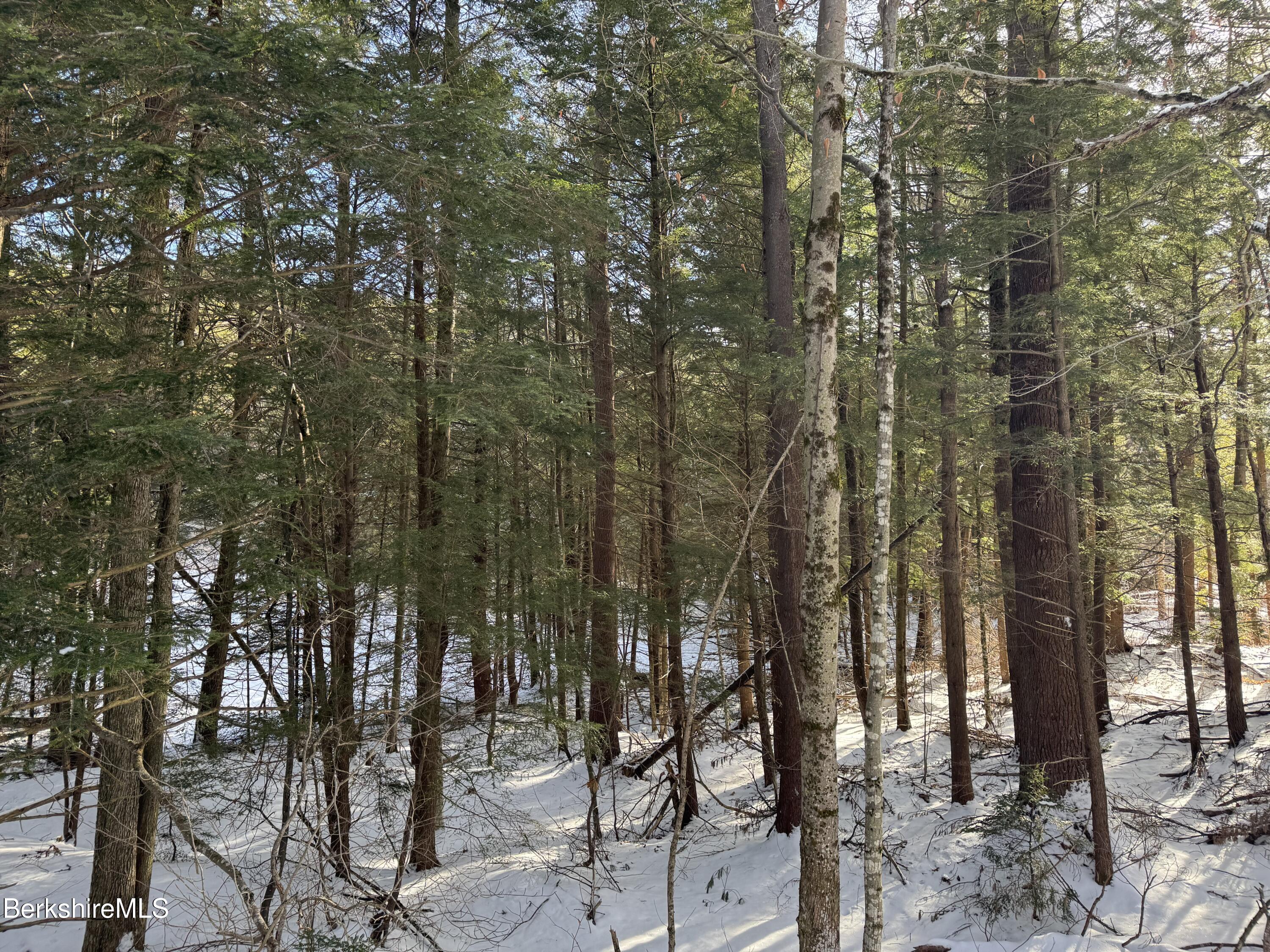 0 Tunnel Road Rowe, MA 01367 - Photo 5 of 14 a view of forest