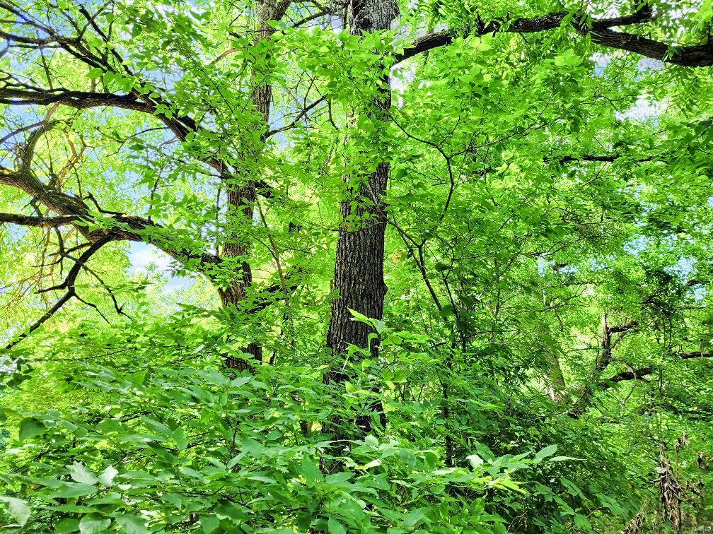 225 Valley View Hawk Point, MO 63349 - Photo 19 of 24