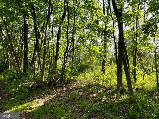 a view of lush green trees