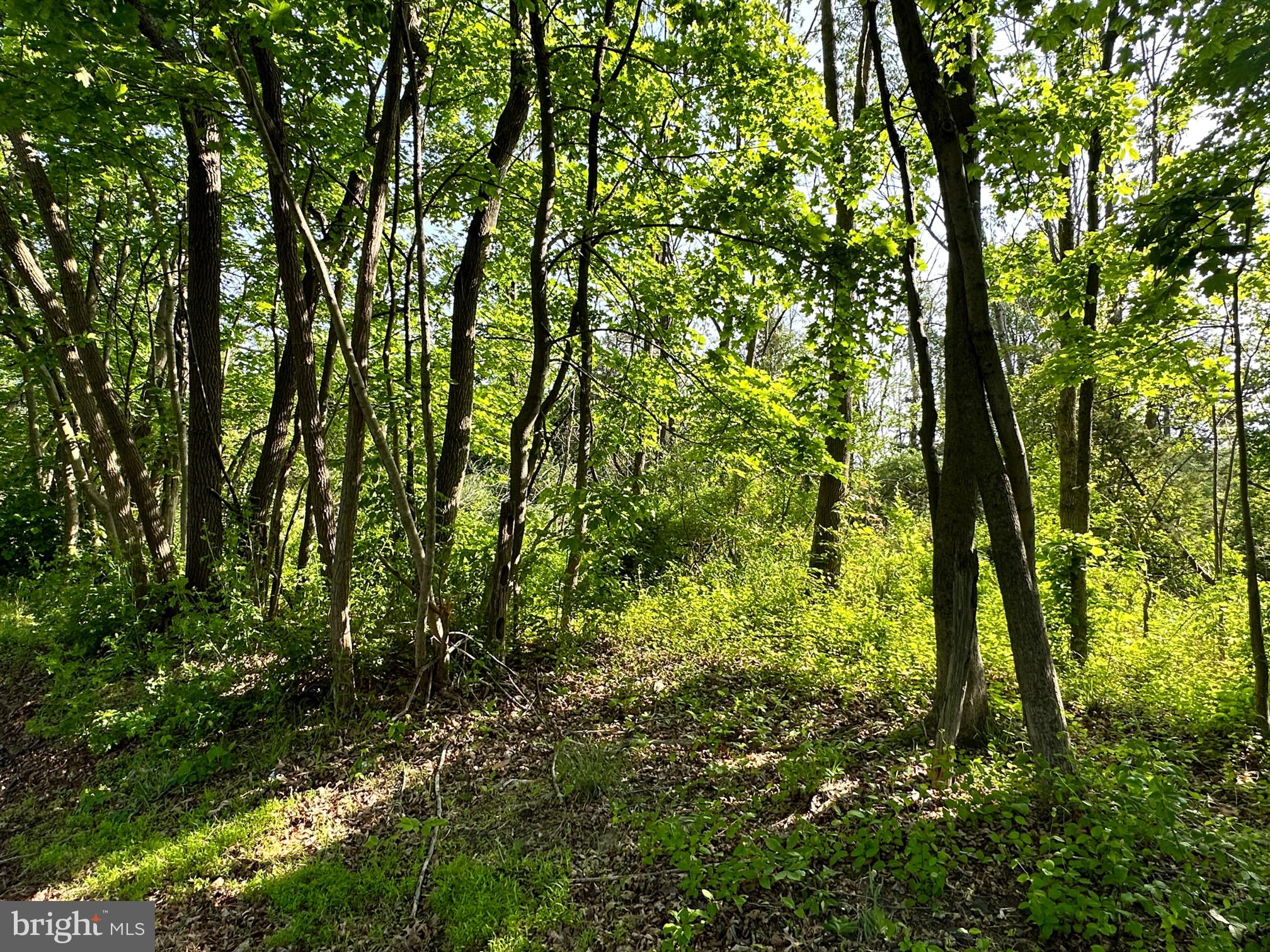 0 Harbourton Mt Airy Road Lambertville, NJ 08530 - Photo 2 of 8 a view of lush green trees