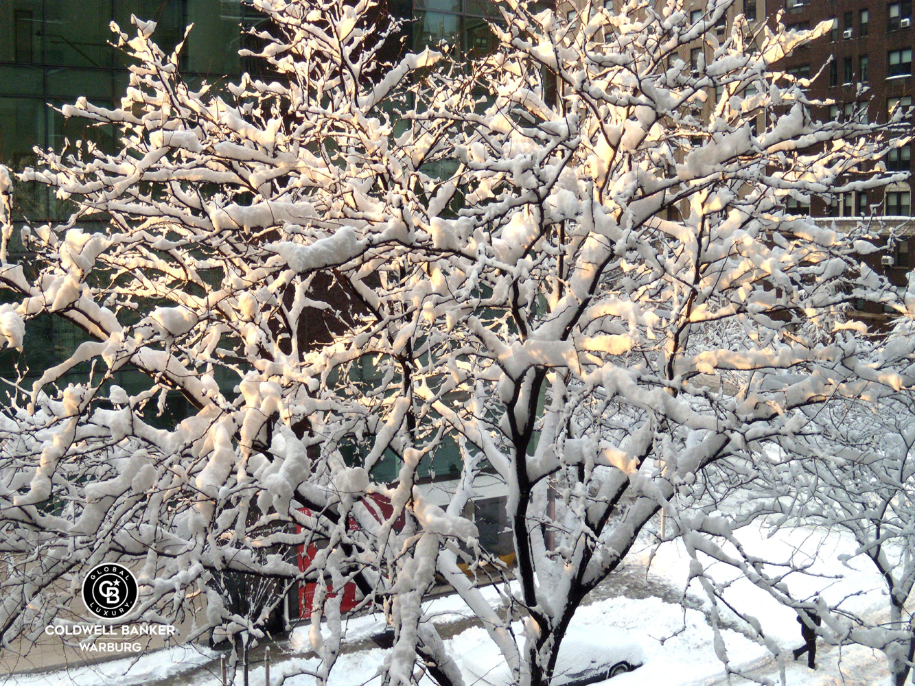 1065 Park Avenue, Unit 3B Manhattan, NY 10128 - Photo 11 of 18 a view of a tree with a tree