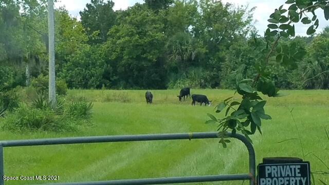 1560 County Line Road Oak Hill, FL 32759 - Photo 1 of 22 Entrance W/Cows