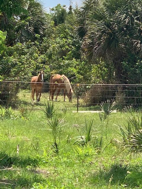 1560 County Line Road Oak Hill, FL 32759 - Photo 11 of 22 Southern Neighbor