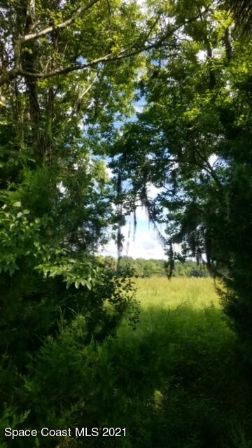 1560 County Line Road Oak Hill, FL 32759 - Photo 14 of 22 Wooded Area