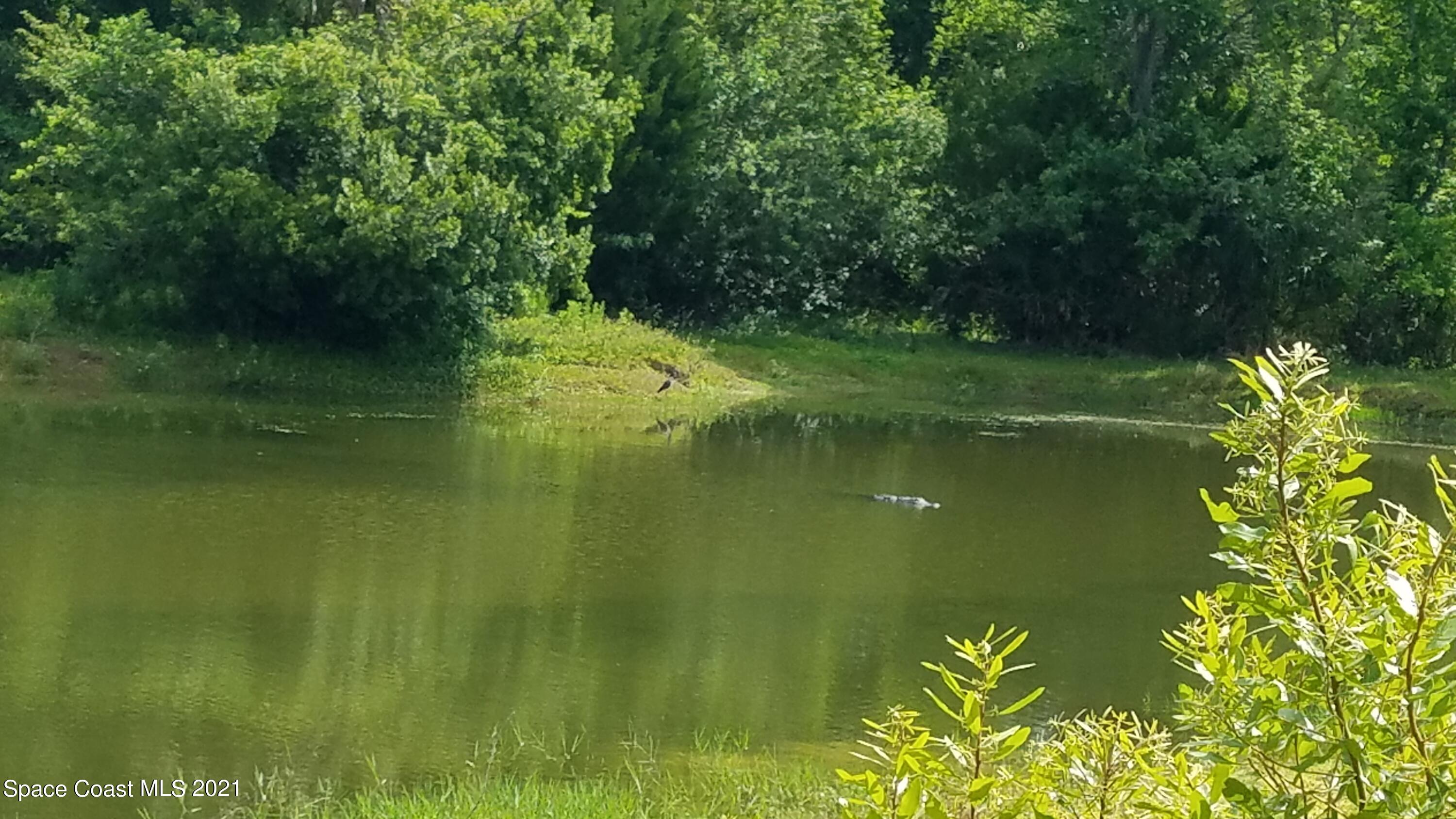 1560 County Line Road Oak Hill, FL 32759 - Photo 5 of 22 Pond & Friend