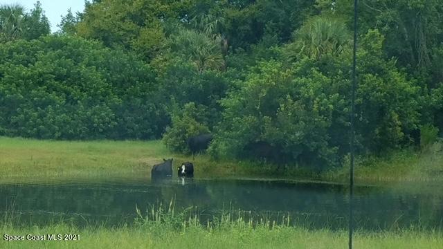 1560 County Line Road Oak Hill, FL 32759 - Photo 8 of 22 Cows in the Pond