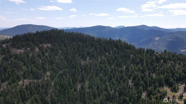 a view of a lush green forest with a mountain