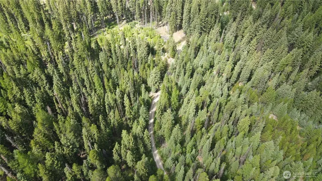 a view of a lush green forest