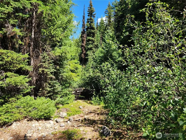 a view of a plant in a garden