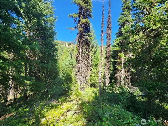 a view of flowers in the garden