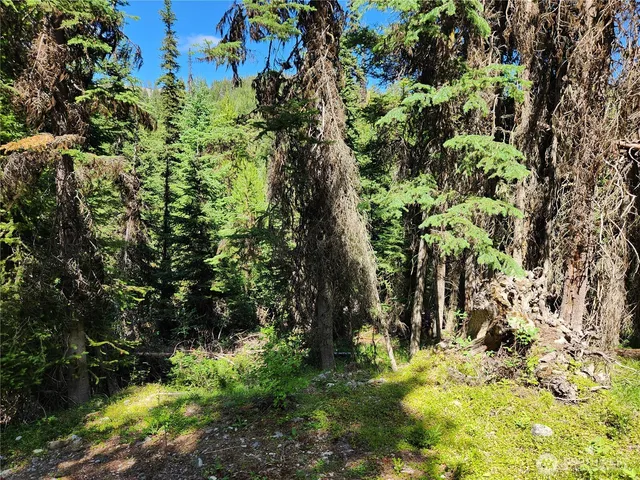 a view of a garden with plants