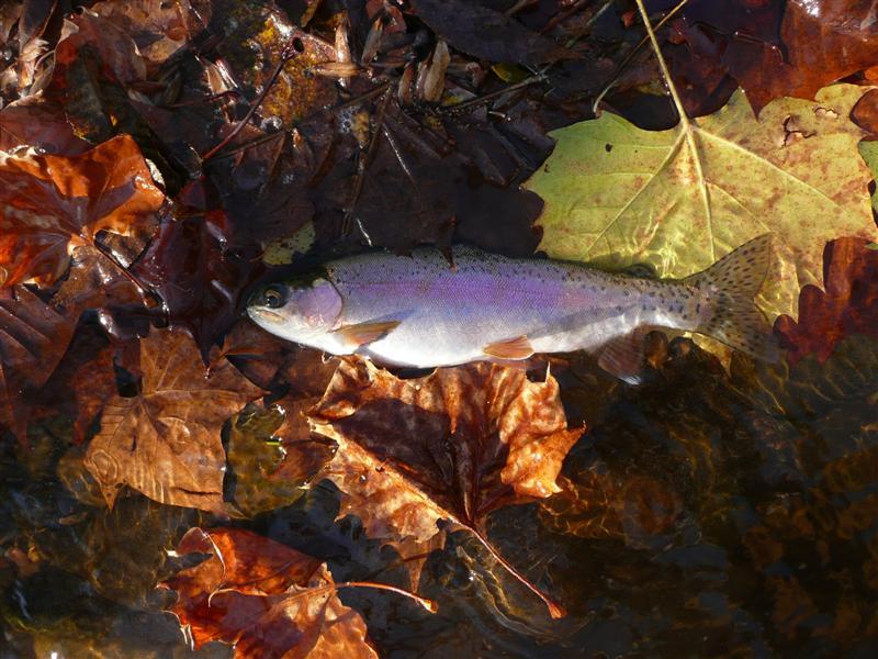 3711 Jackson River Road Covington, VA 24426 - Photo 4 of 12 Trout caught from the back