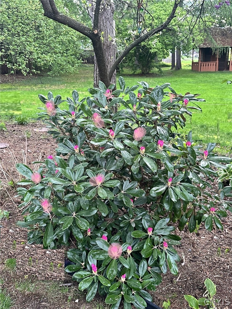 31 Lyndon Road Fayetteville, NY 13066 - Photo 43 of 47 Many Rhododendron Bushes grace the backyard