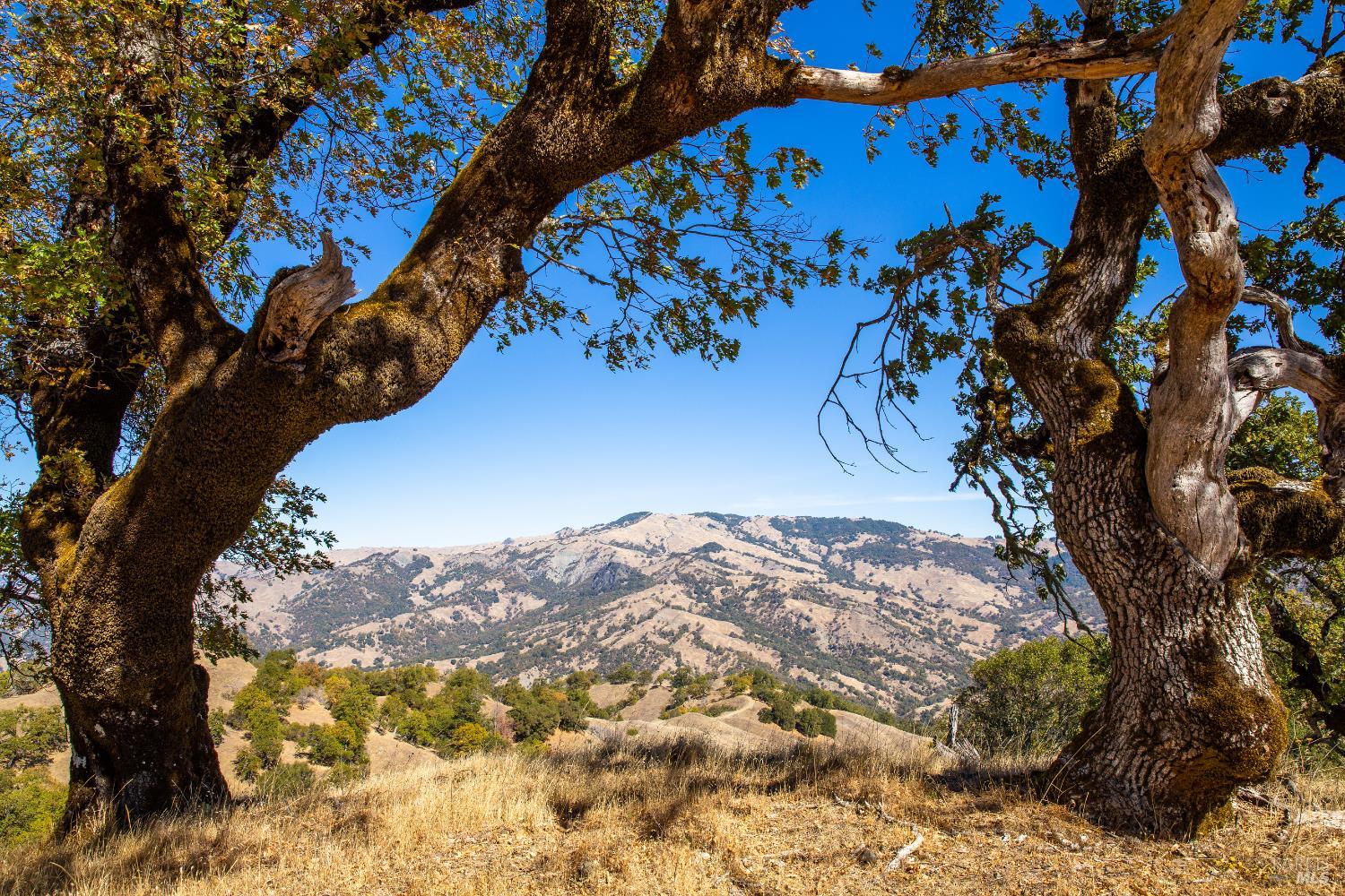 a view of a tree in a yard