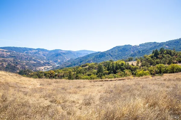 a view of a tree in a field