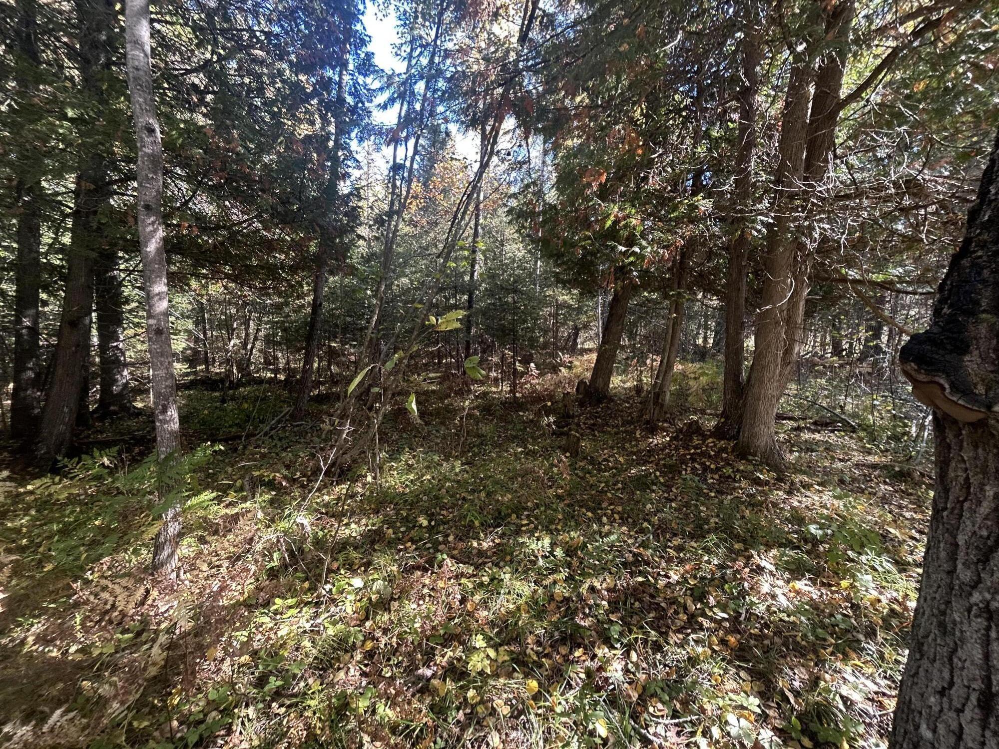 9964 East M 48 Goetzville, MI 49736 - Photo 82 of 91 IMG_5738