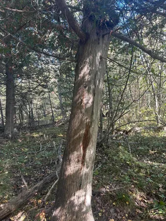 $1,200,000 | 9964 East M 48, Goetzville, MI 49736