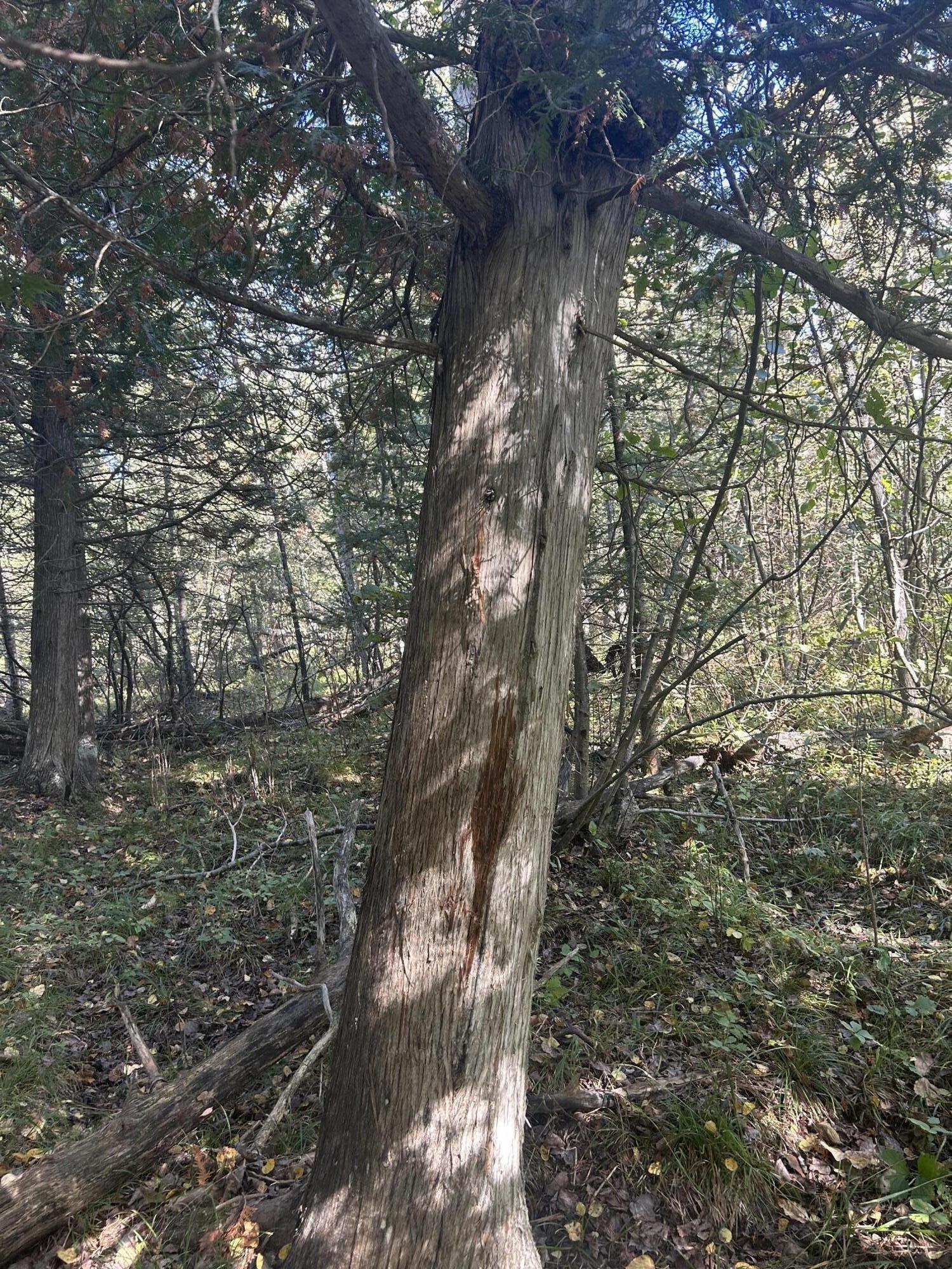 9964 East M 48 Goetzville, MI 49736 - Photo 83 of 91 IMG_5739