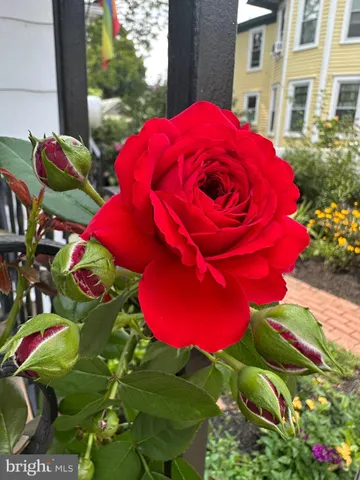 a view of a flower in a garden