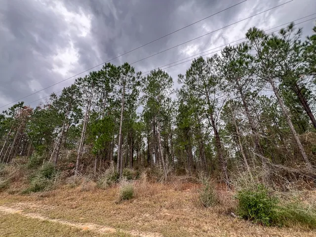 a view of a forest with trees in the background