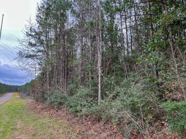 a view of a forest with large trees