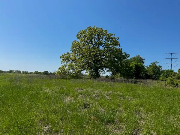 a view of a lush green space