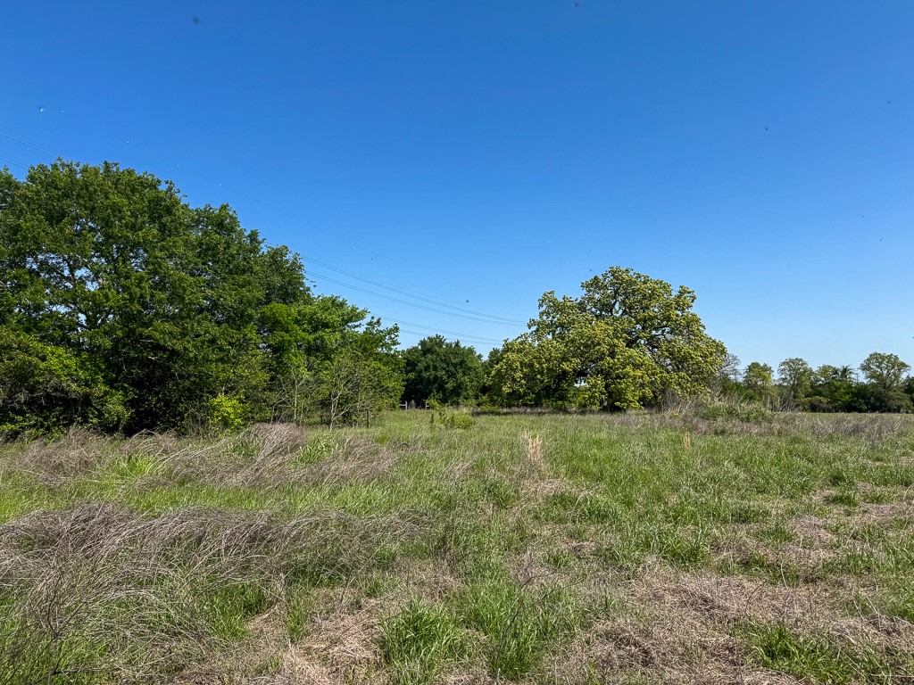 123 County Road 123 Iola, TX 77861 - Photo 14 of 22 a view of a field with a tree in the background