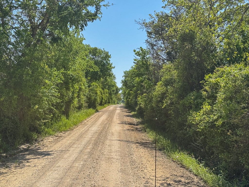 123 County Road 123 Iola, TX 77861 - Photo 20 of 22 a view of a pathway both side of yard