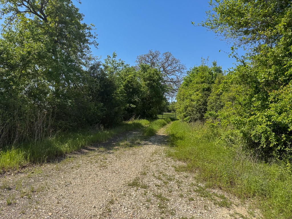 123 County Road 123 Iola, TX 77861 - Photo 22 of 22 a view of a yard with plants and a large tree