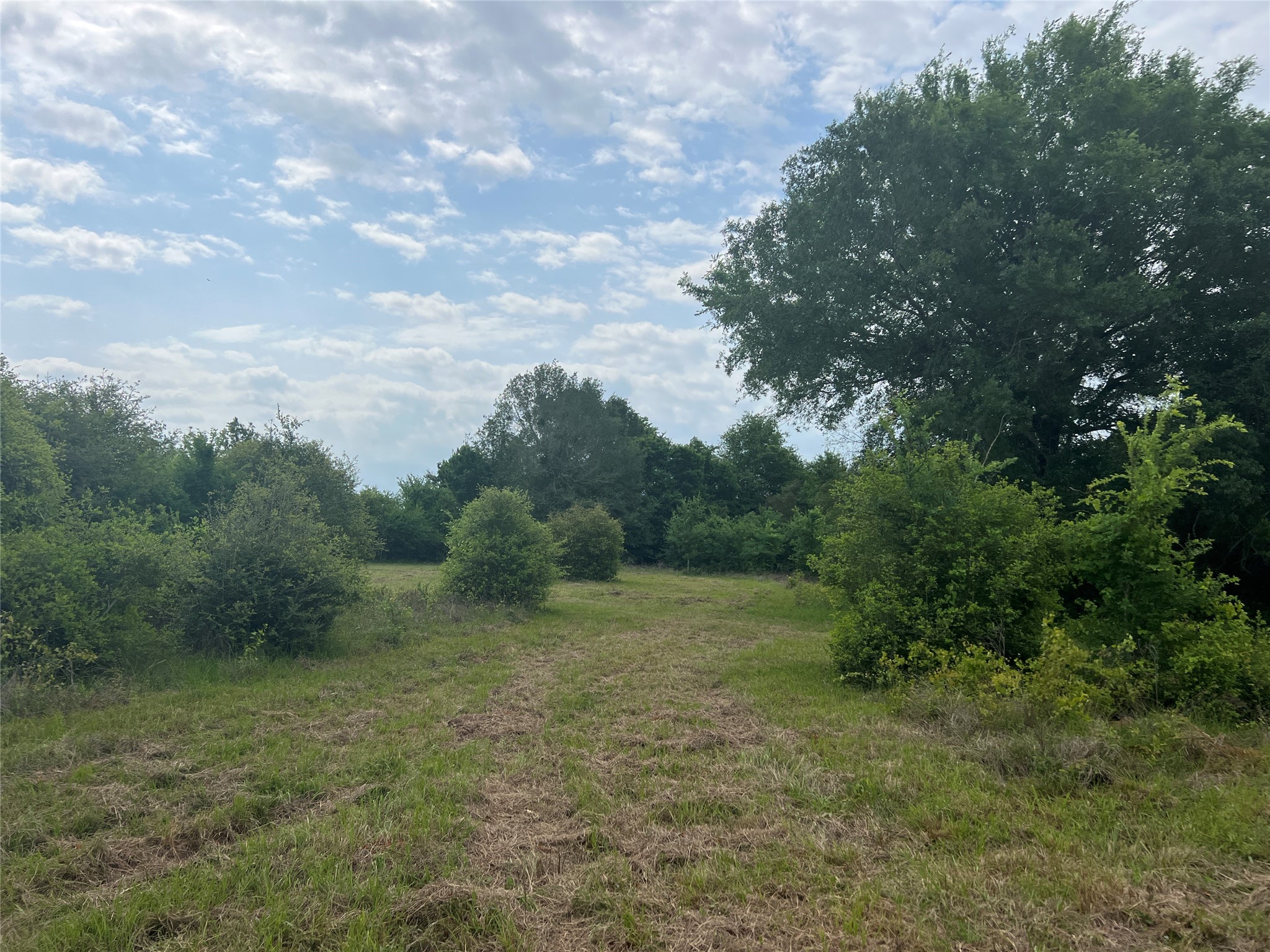 123 County Road 123 Iola, TX 77861 - Photo 6 of 22 a view of a field with trees in background