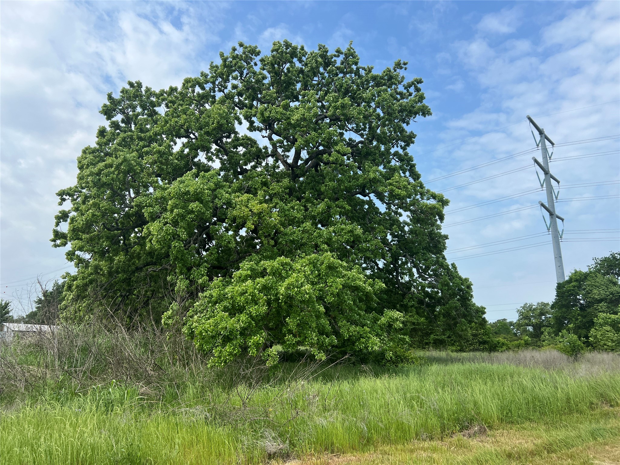 123 County Road 123 Iola, TX 77861 - Photo 9 of 22 a view of a lush green space