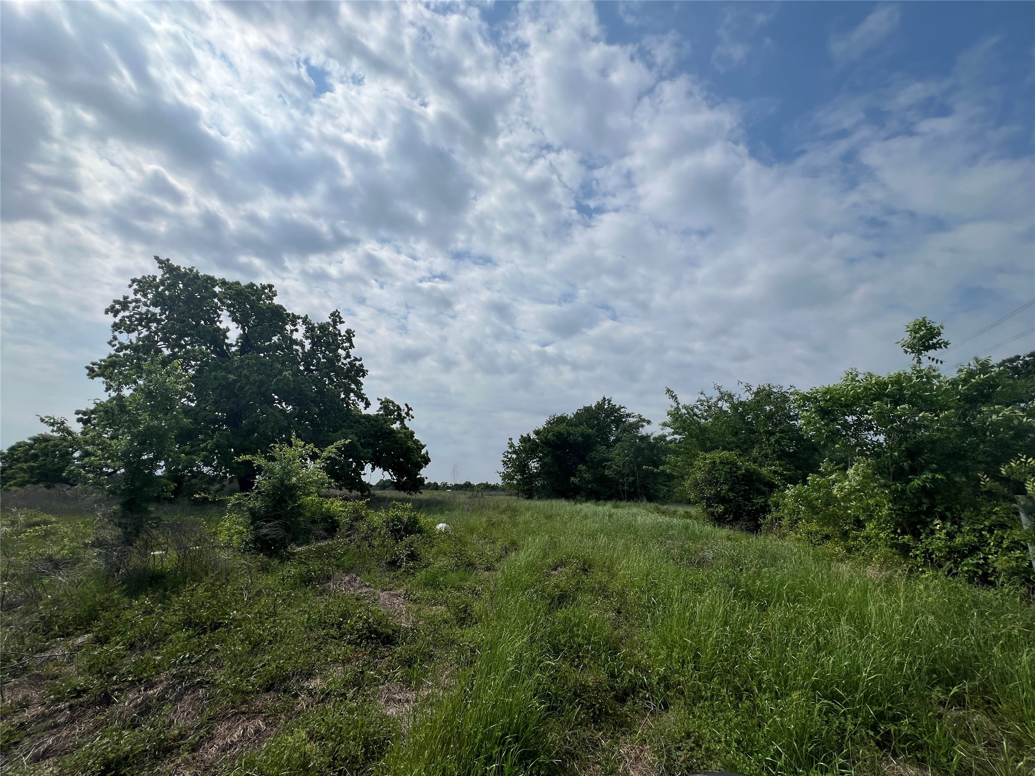 123 County Road 123 Iola, TX 77861 - Photo 10 of 22 a view of a green field with lots of bushes