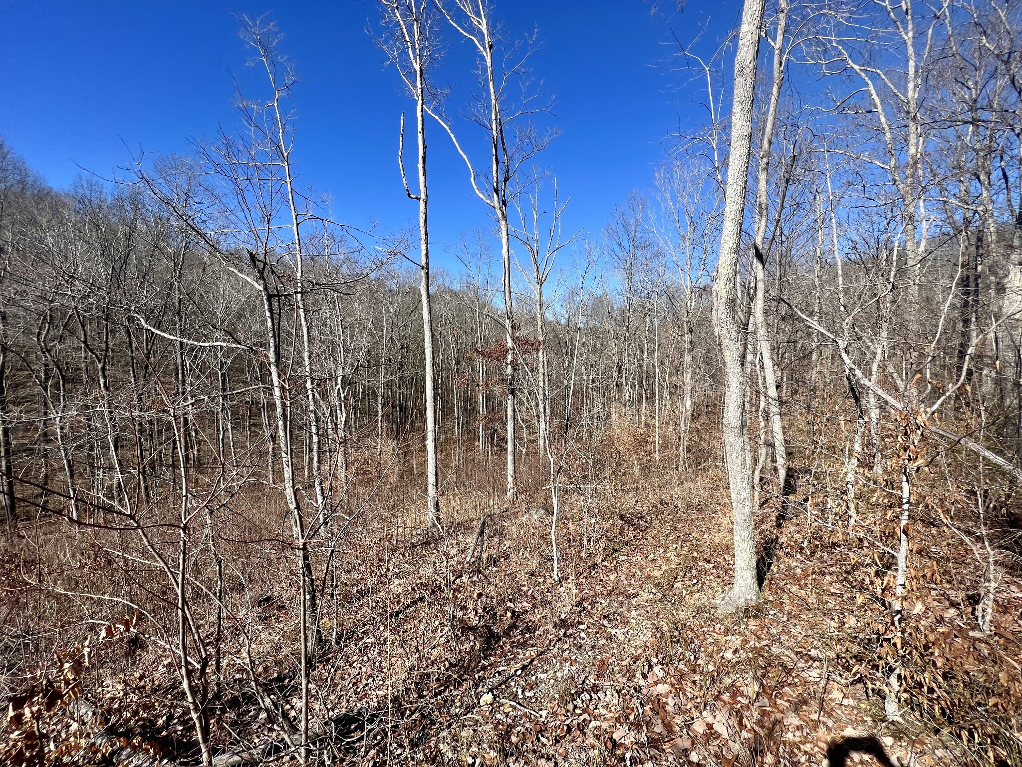 1155 Dora Whitley Road Franklin, TN 37064 - Photo 6 of 14 a view of a yard with wooden fence