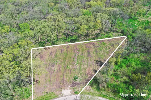 a view of a lush green forest with large trees