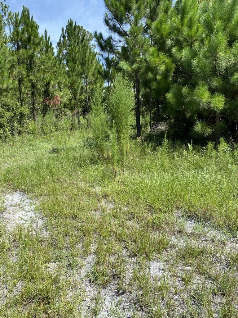550 West River Road Palatka, FL 32177 - Photo 3 of 15