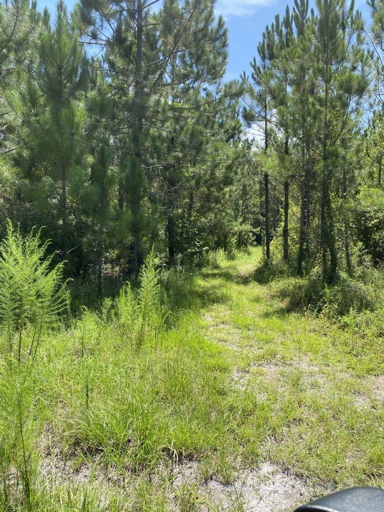 550 West River Road Palatka, FL 32177 - Photo 4 of 15