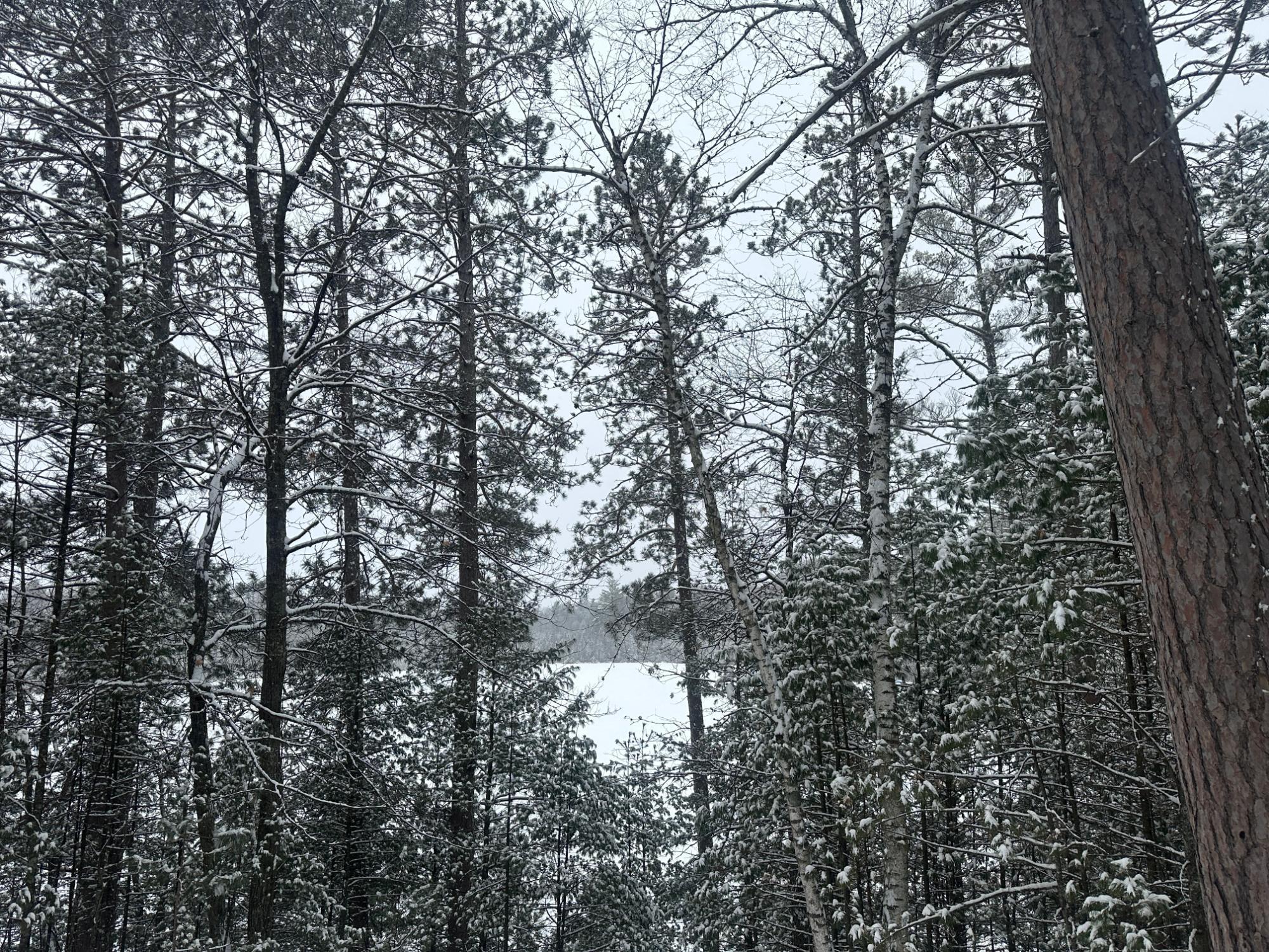 On Wakefield Lake Road, Unit LOT #24 St. Germain, WI 54558 - Photo 2 of 14 Gallery Image 2