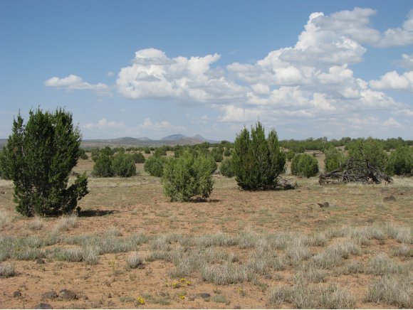 115 Raging Crab Road Ash Fork, AZ 86320 - Photo 1 of 13 Primary Photo