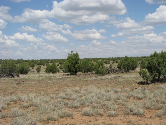 115 Raging Crab Road Ash Fork, AZ 86320 - Photo 13 of 13 Additional Photo