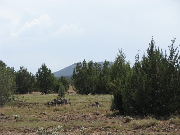 115 Raging Crab Road Ash Fork, AZ 86320 - Photo 7 of 13 Additional Photo