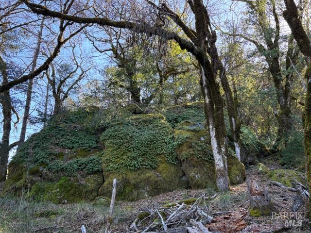 58921 George Washington Rock Road Leggett, CA 95585 - Photo 5 of 13 a view of a forest filled with trees