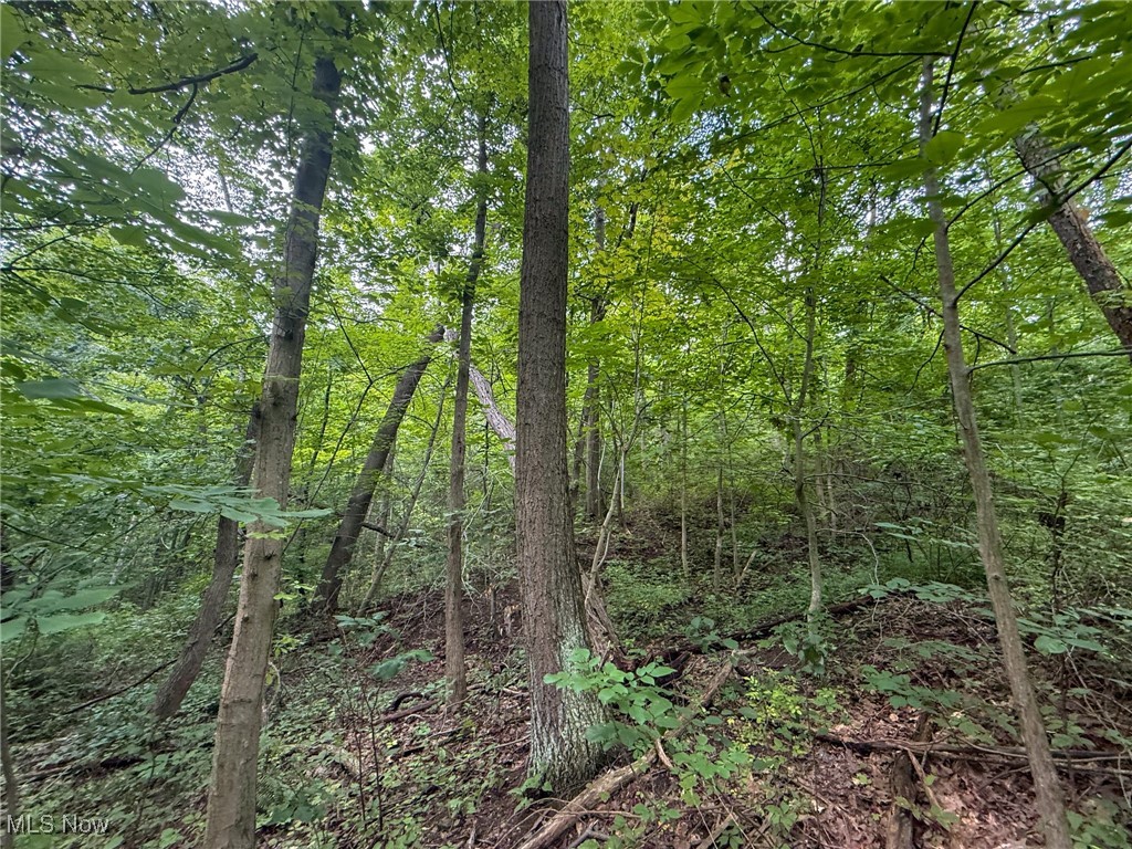 Sand Hill Road Bellaire, OH 43906 - Photo 12 of 34 View of tree filled area