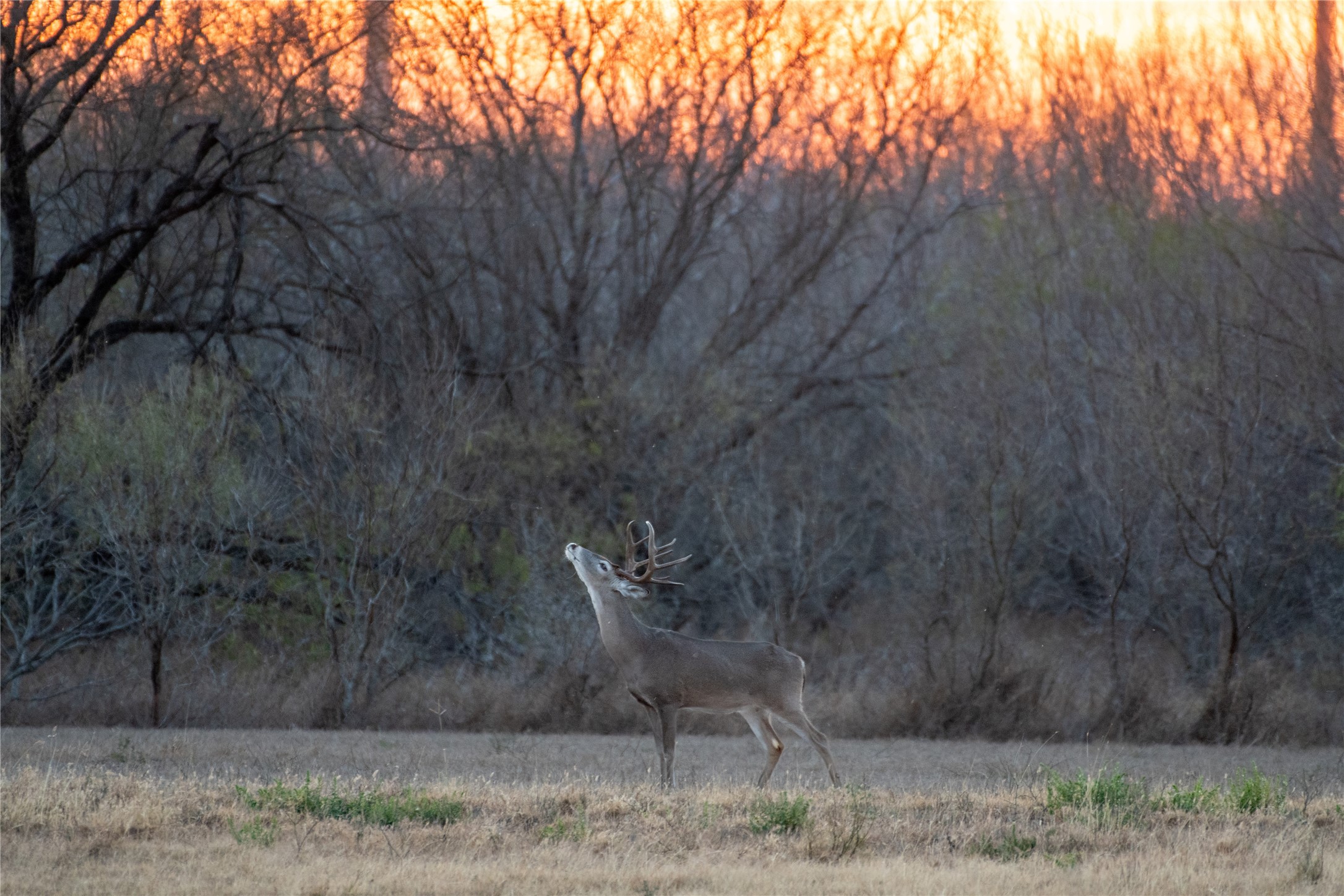 0 Las Brisas Road Rio Grande City, TX 78582 - Photo 1 of 32 a backyard of a house with lots of green space