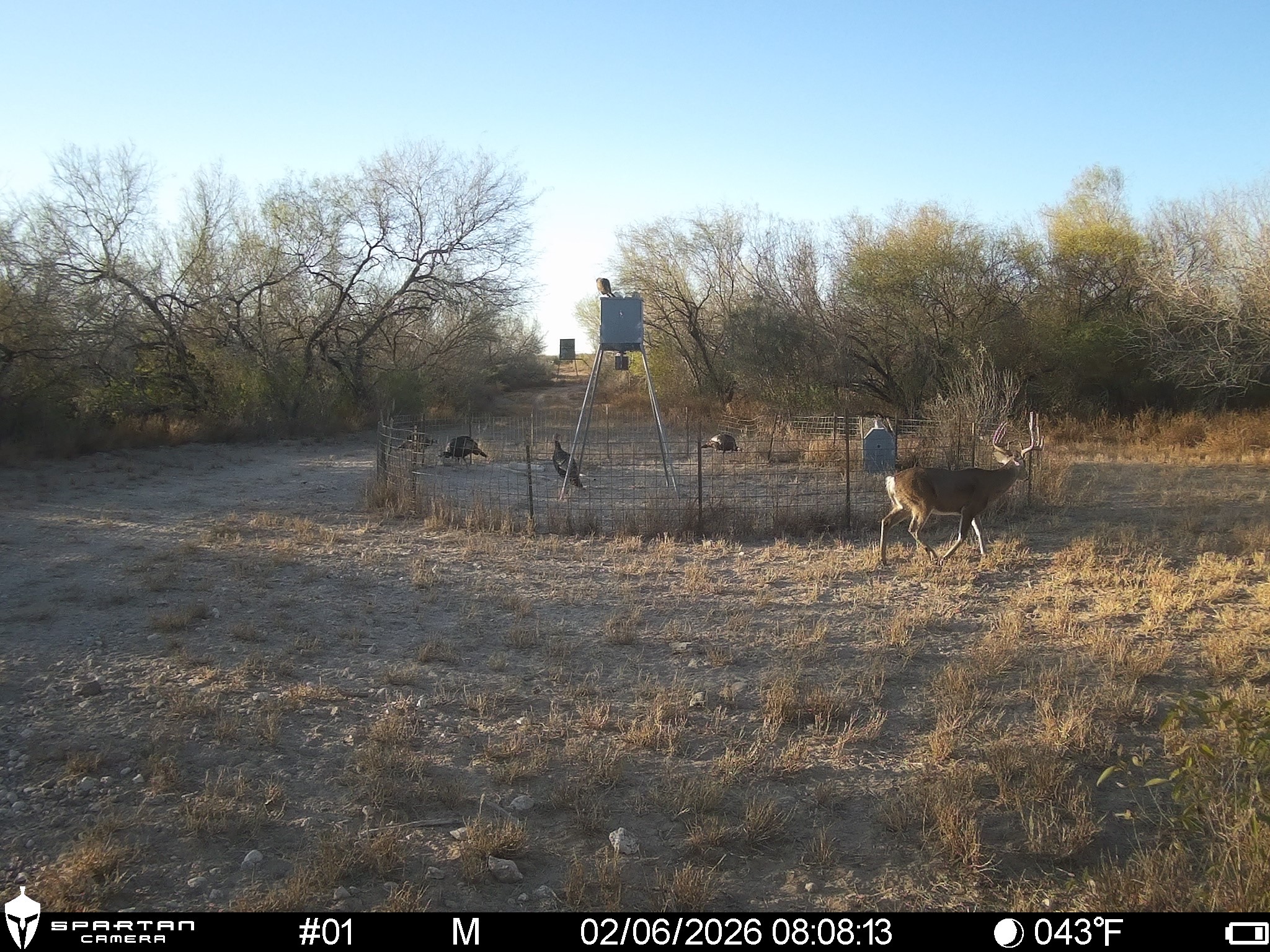 0 Las Brisas Road Rio Grande City, TX 78582 - Photo 27 of 32 a view of a yard
