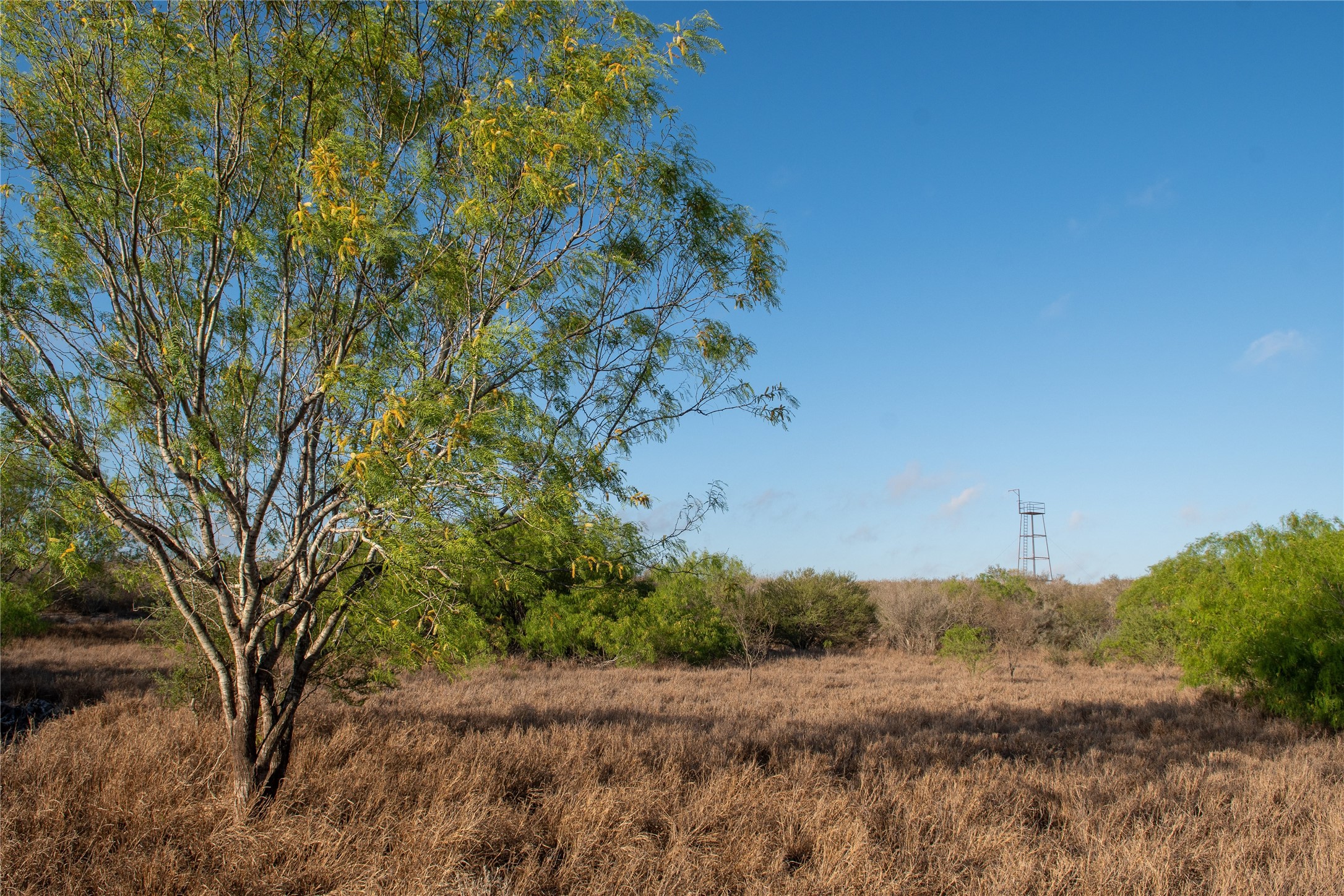 0 Las Brisas Road Rio Grande City, TX 78582 - Photo 4 of 32 a view of a dry yard with trees
