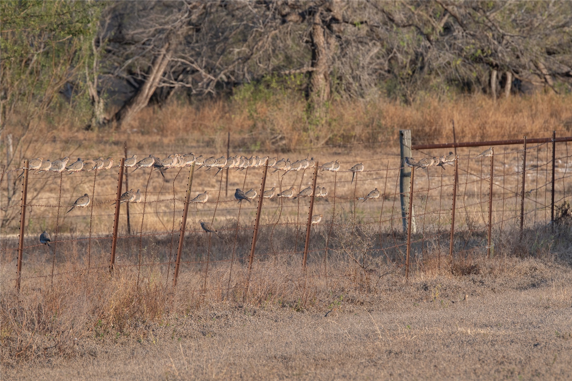 0 Las Brisas Road Rio Grande City, TX 78582 - Photo 9 of 32