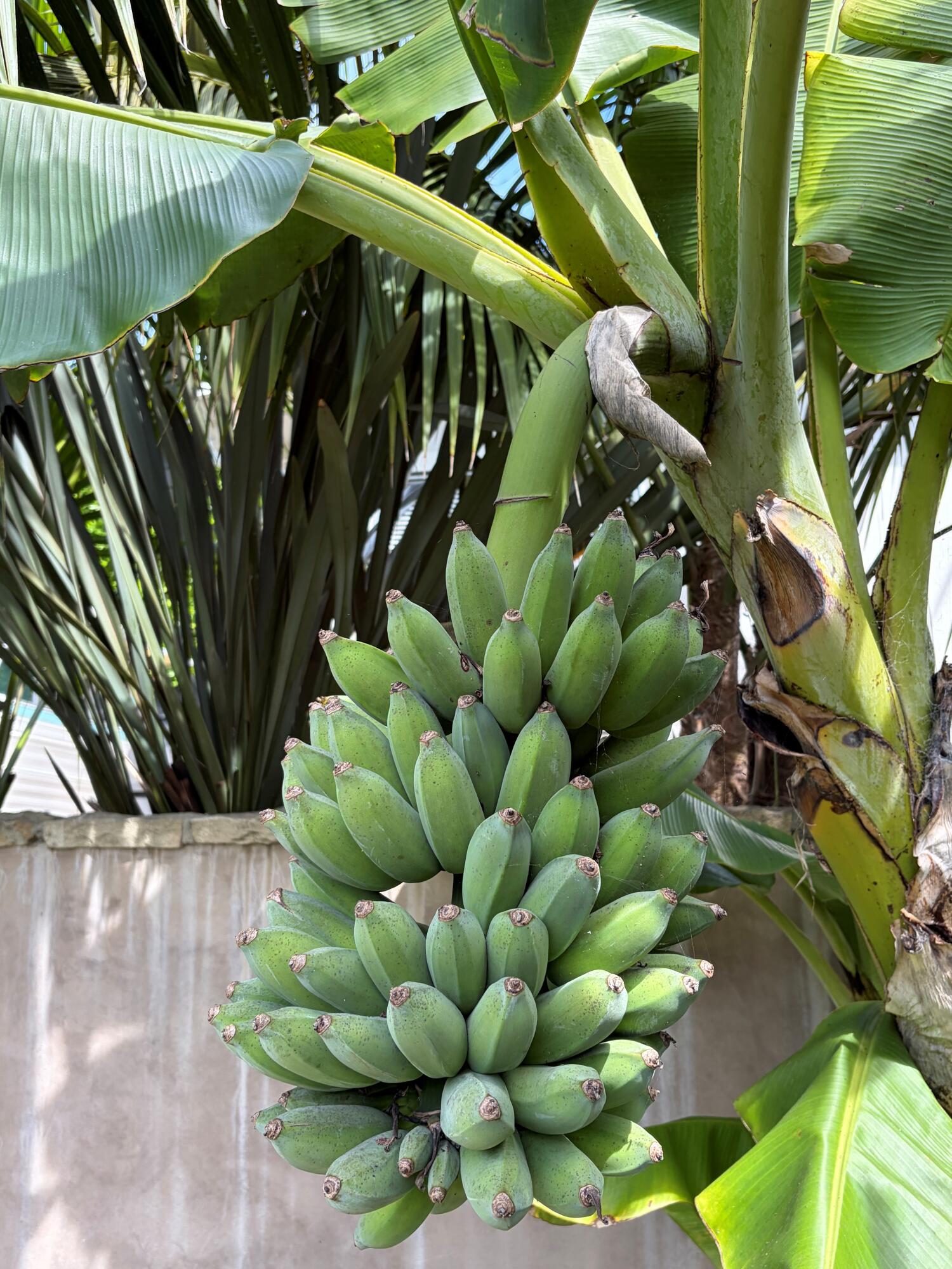 1315 Virginia Road Montecito, CA 93108 - Photo 33 of 44 Banana tree