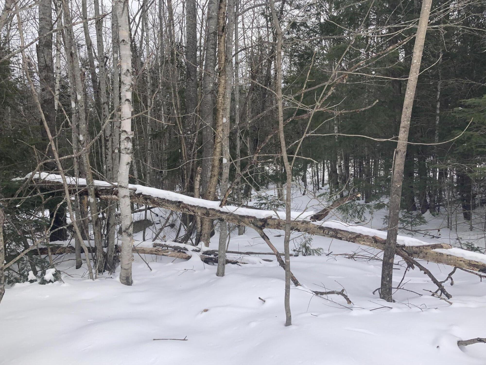 Map5-lot14 Howland Road Lagrange, ME 04453 - Photo 7 of 12 IMG_1804