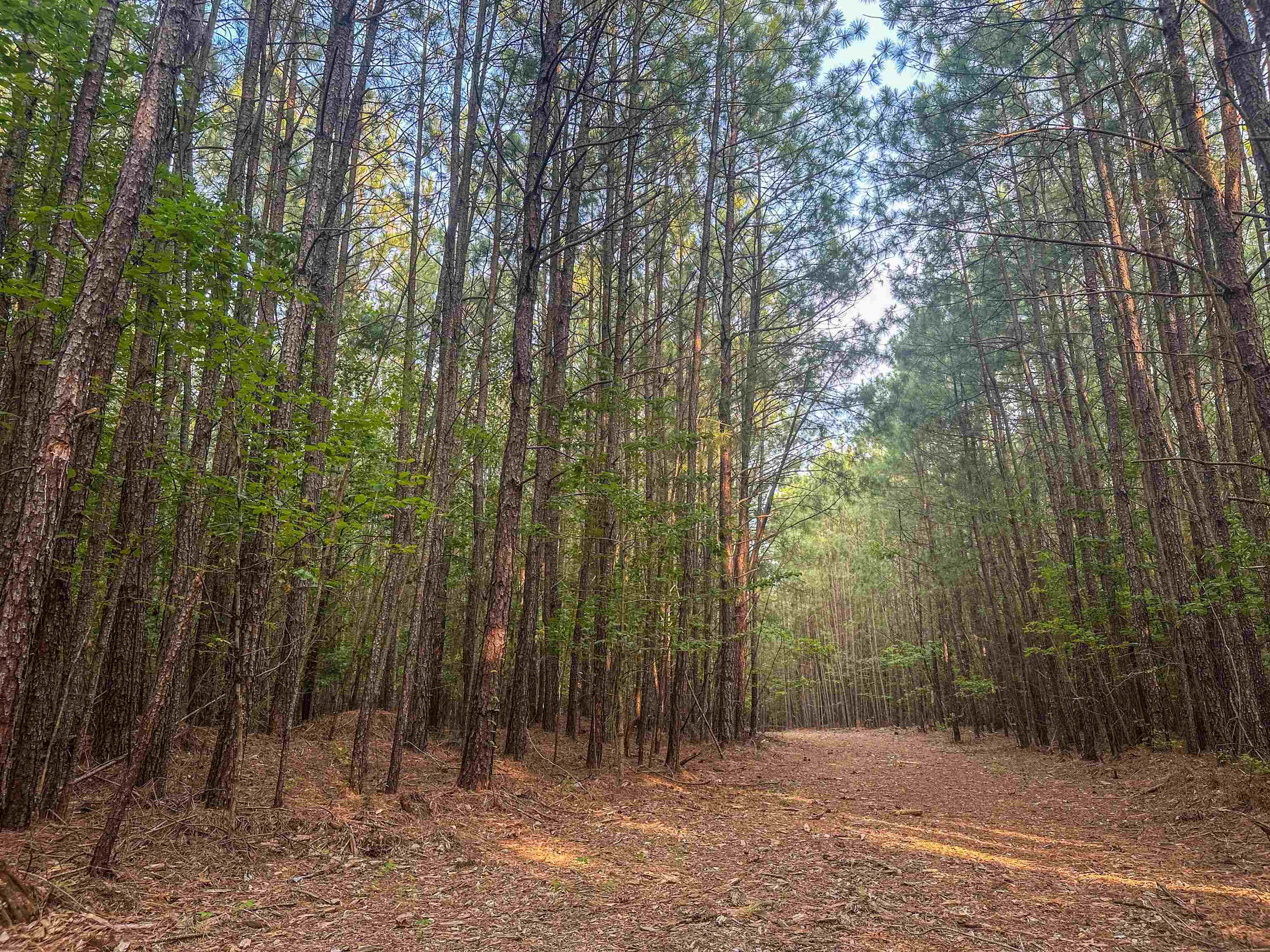 0 Mountain Cut Road Appomattox, VA 24522 - Photo 40 of 55 Gallery Image 40